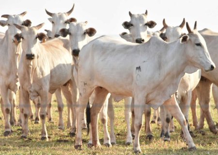 Carne brasileira vai pagar tarifa de 67% para entrar na China
