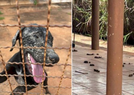 Cadela é resgatada magra, com feridas e em meio a fezes; tutor é preso