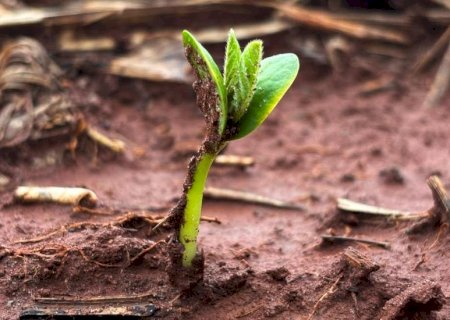 Plantio da soja avança em Mato Grosso do Sul com atenção às condições climáticas