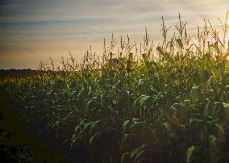 Avance da colheita nos EUA e plantio no Brasil derrubam grãos na CBOT
