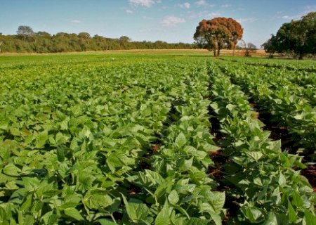 Primeiros dias do feijão exigem atenção do agricultor