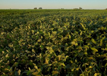 O que acontece embaixo da terra impacta produção de amendoim
