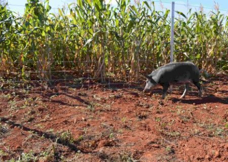 Javalis e Javaporcos ameaçam áreas de soja no início da safra; saiba como proteger sua lavoura