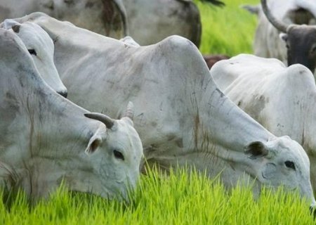 Pecuária brasileira entra no fim de 2026 com oferta menor e demanda externa