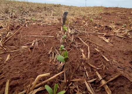 Plantio da soja avança nas regiões Centro e Sul, mas segue lento na região Norte do Estado