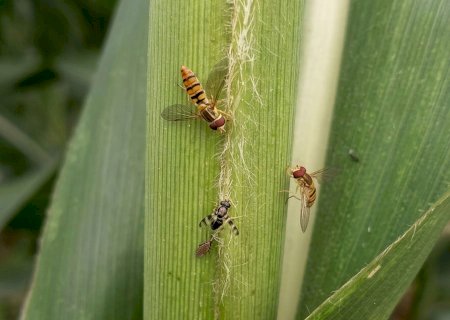 Controle natural reduz pressão de pulgões sobre lavouras de sorgo