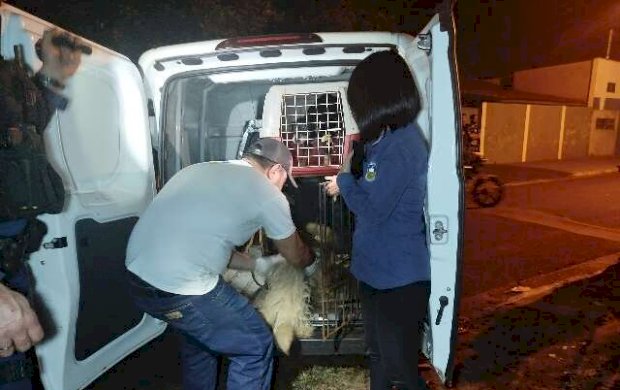 Juiz concede liberdade à servidora presa por abandonar oito cães em casa