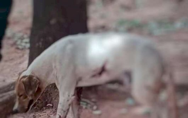 Idoso de 87 anos é preso depois de balear cão e tem arma apreendida
