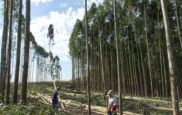 Trabalhador morre ao ter crânio esmagado em corte de eucalipto