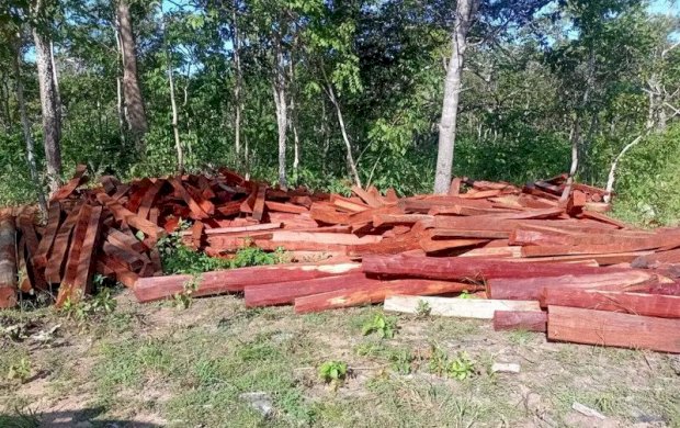 Ibama apreende madeira nobre extraída ilegalmente em terra indígena no Pantanal