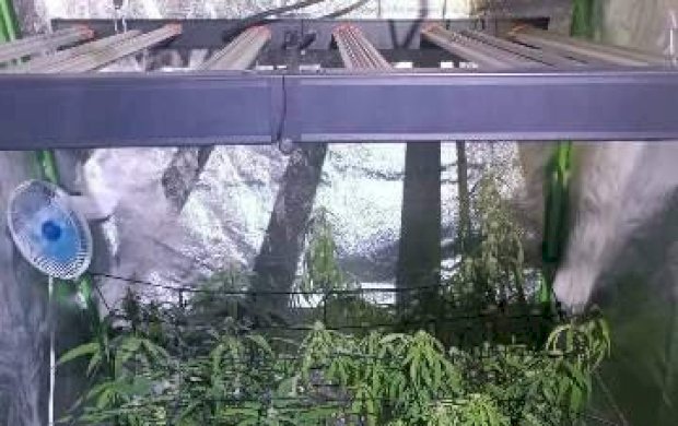 Laboratório de maconha é descoberto durante investigação de morte de mulher