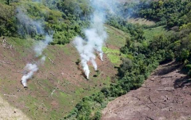 Em 10 dias, operação destrói 93 hectares de plantação de maconha na fronteira