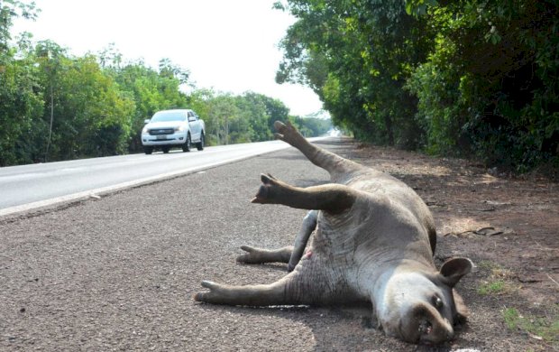 Em 13 anos, acidentes com antas provocaram 48 mortes em rodovias de MS