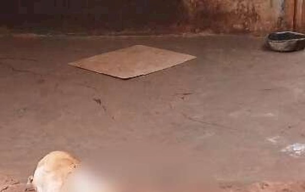 Cachorro é encontrado morto com sinais de violência e tutor acaba preso